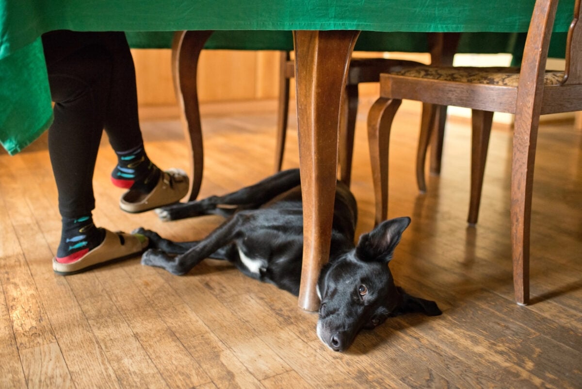 Dog lying on the ground.