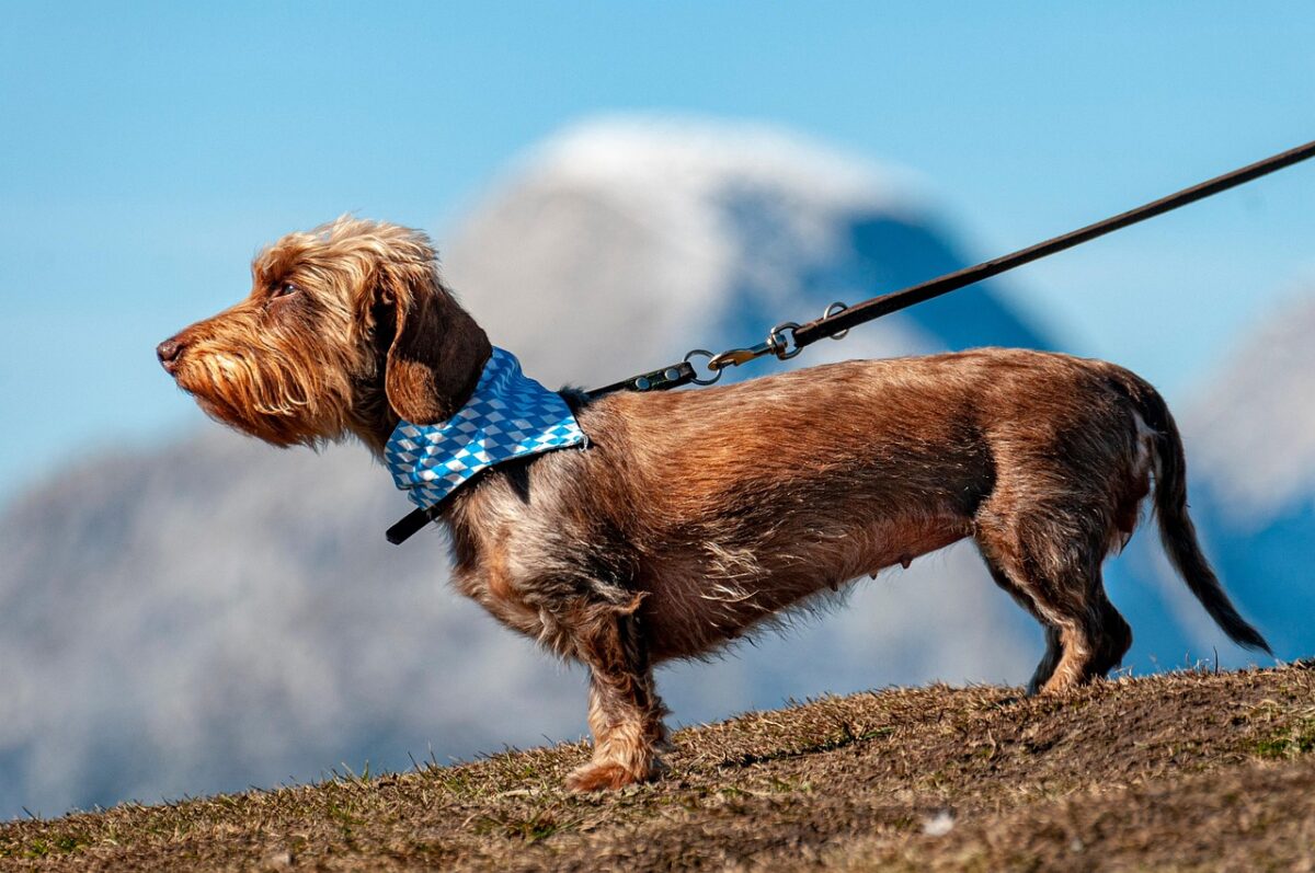 Dachshund standing profile, showing body structure.