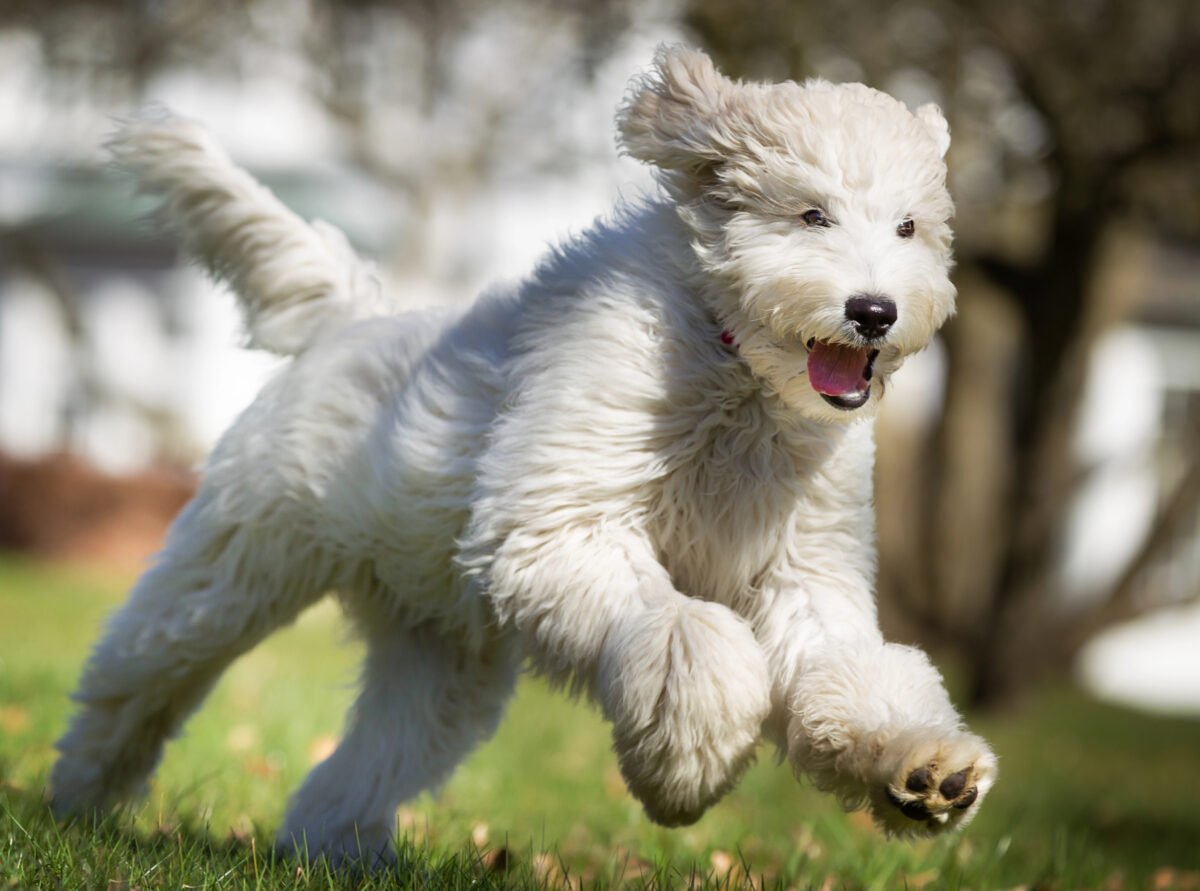White Labradoodle running outdoors in nature.