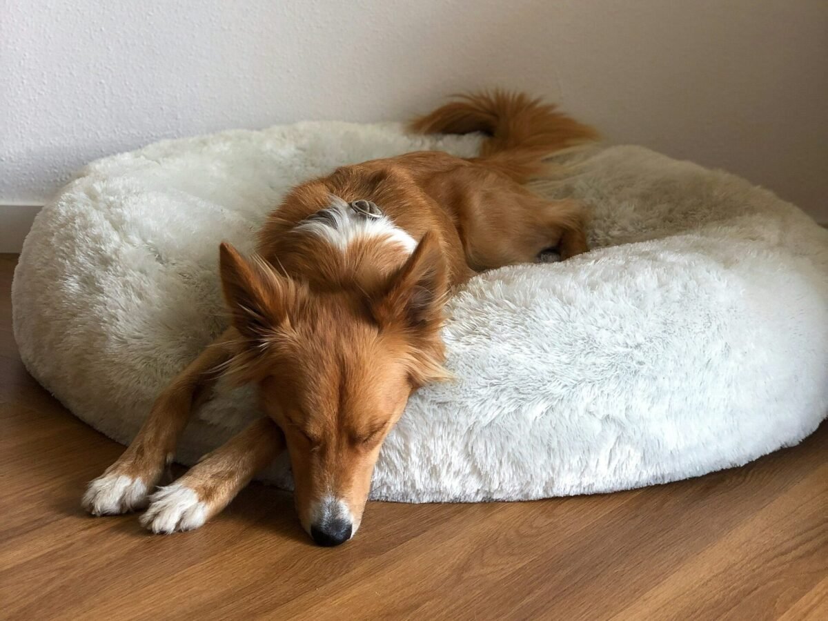 Dog sleeping in dog bed.