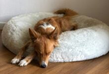 Dog sleeping in dog bed.