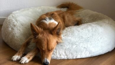 Dog sleeping in dog bed.