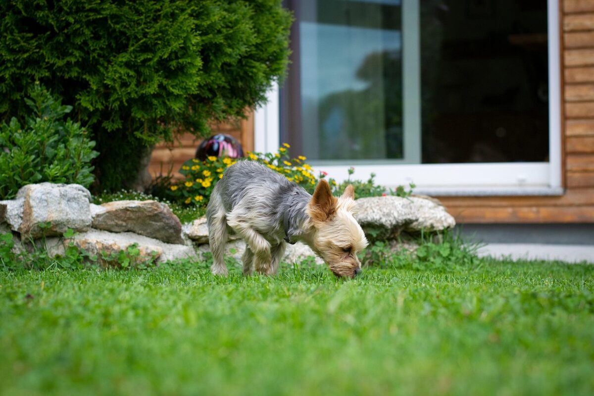Small Yorkshire Terrier in garden sniffing ground.