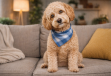 doodle puppy on couch