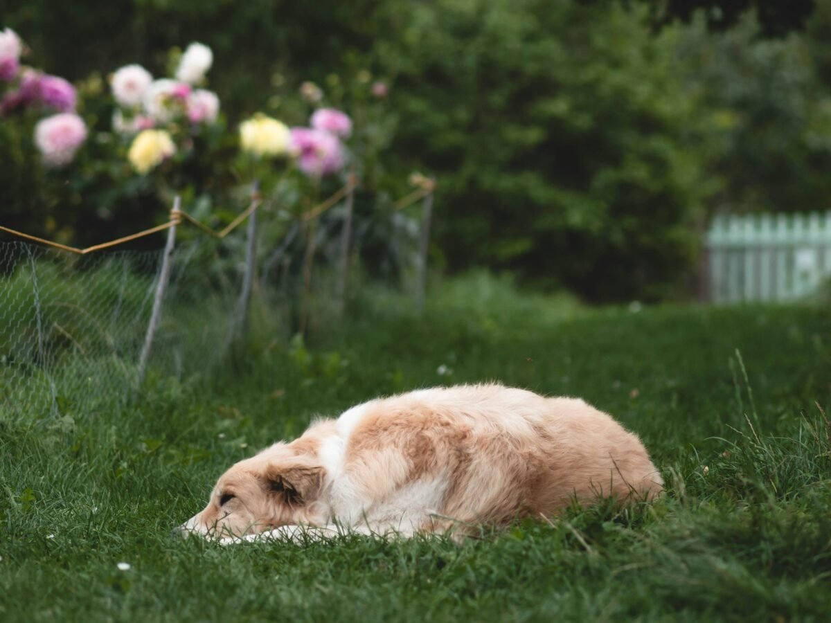 Dog lying near low wire garden border.