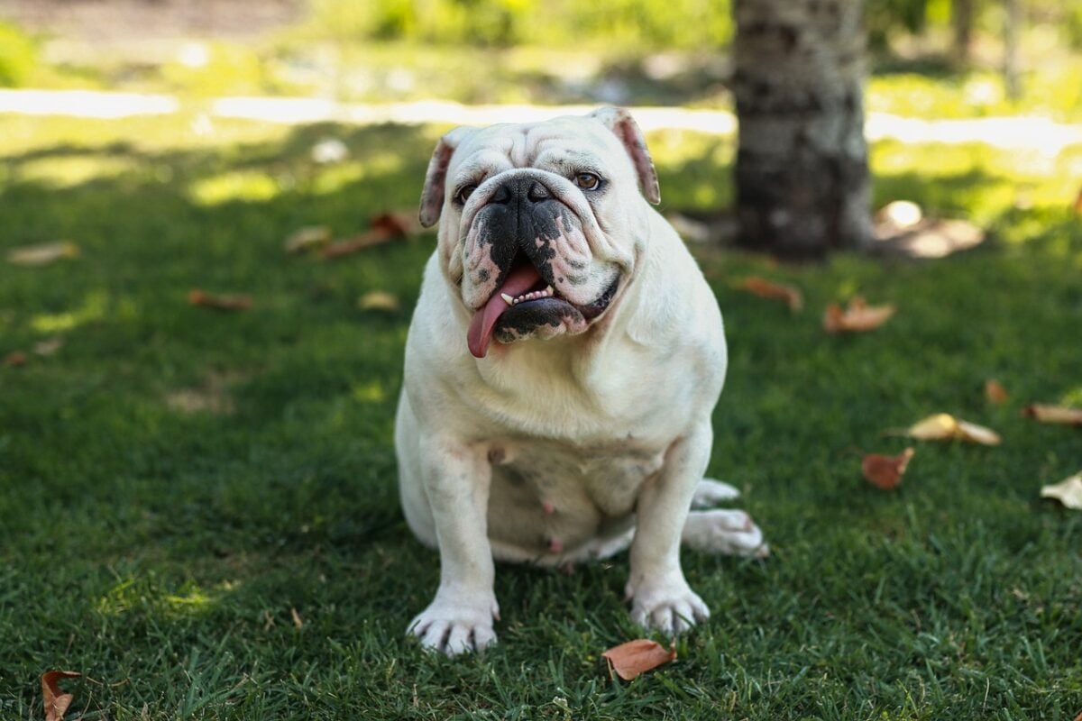Chunky English Bulldog sitting on grass. 