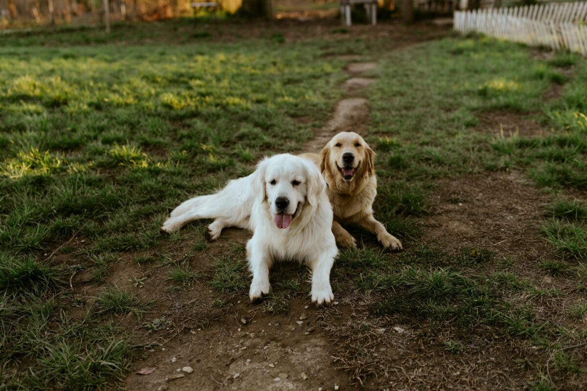 Dogs lying on grass with run path.