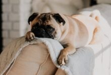 A fawn Pug lying on a gray blanket on the top of a sofa.