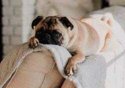 A fawn Pug lying on a gray blanket on the top of a sofa.