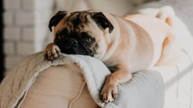 A fawn Pug lying on a gray blanket on the top of a sofa.