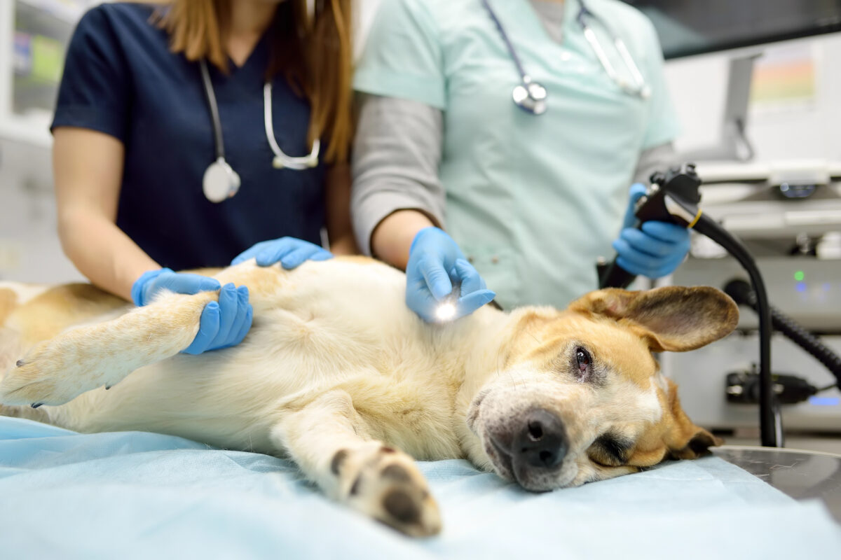 Female veterinarian doctors going to made gastroscopy or colonoscopy for big dog. General sedation during vet examination. Endoscopic surgery in veterinary.