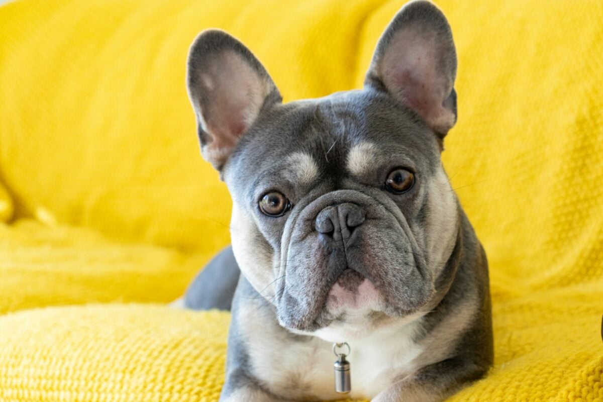 French Bulldog sitting on a bright yellow sofa looking at camera.