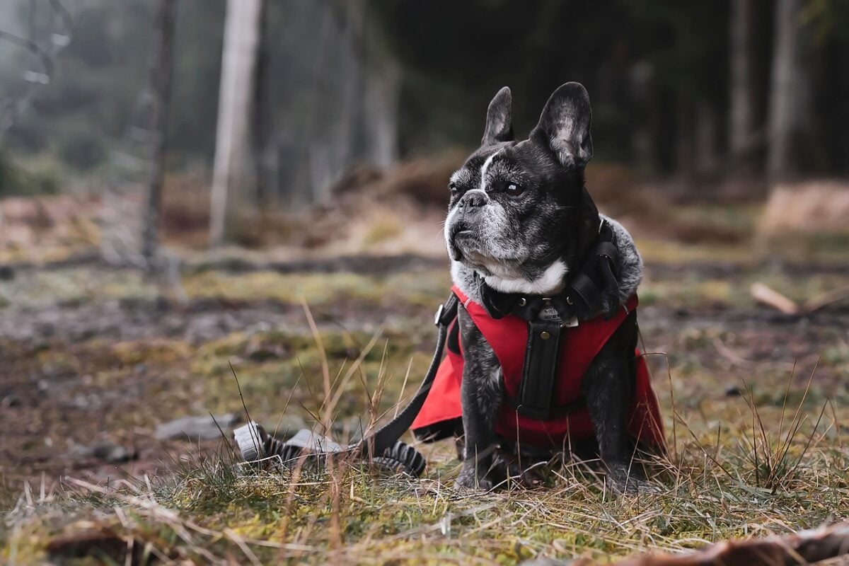 French Bulldog wearing coat and leash while sitting in forest area.