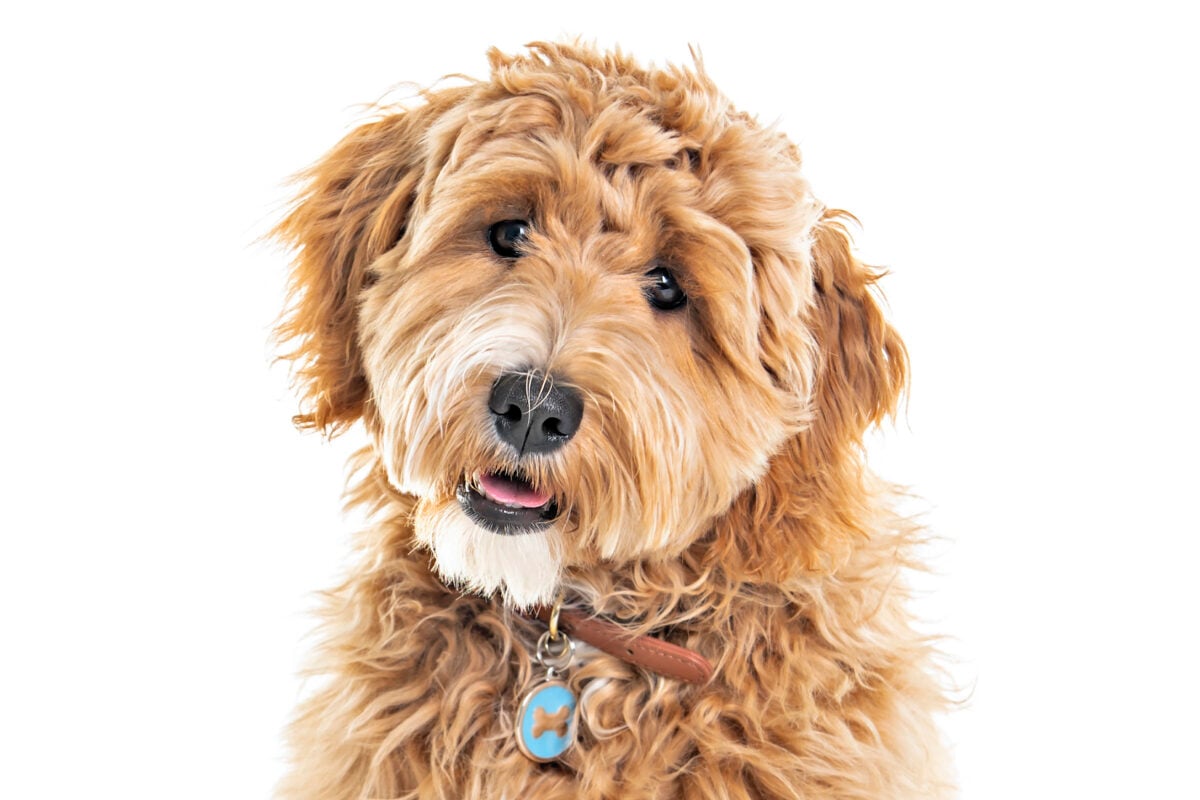 Golden Labradoodle dog isolated on white background