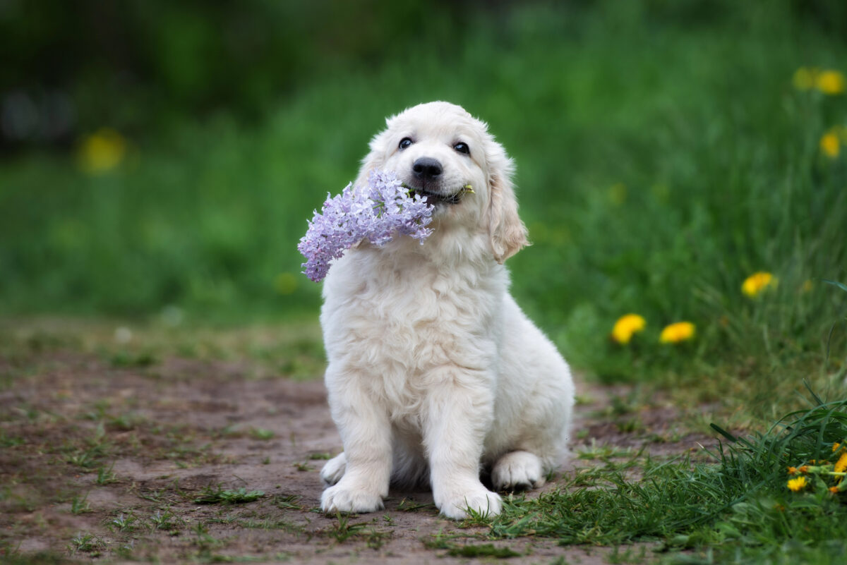 Golden Retriever puppy holding lilac flower in mouth.