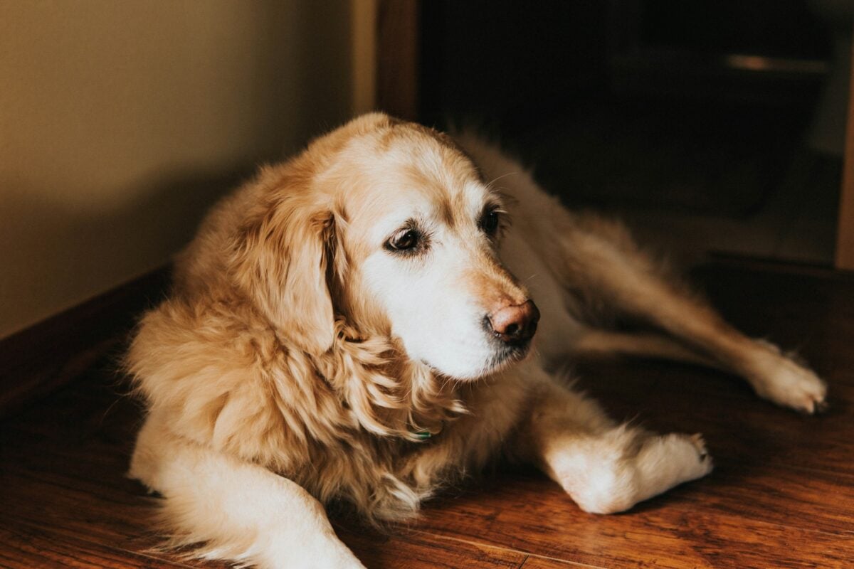 Senior Golden Retriever lying in living room.