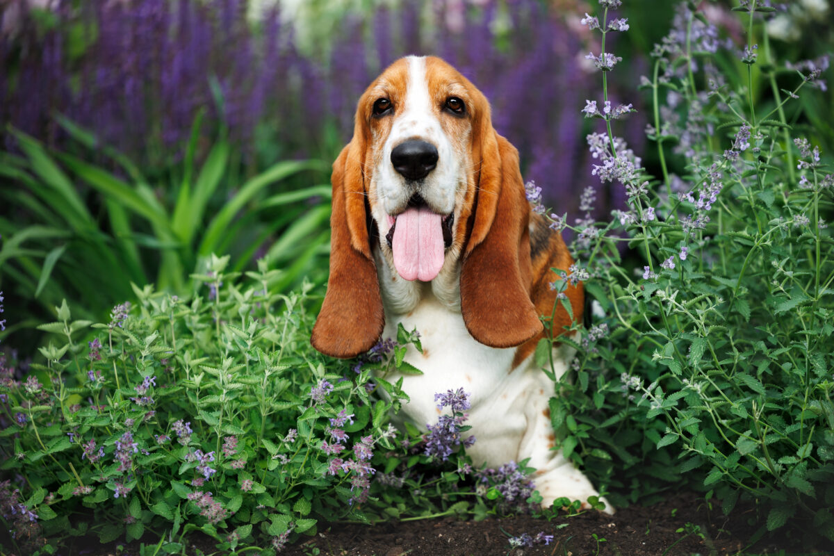 Happy Basset Hound dog posing in the garden.