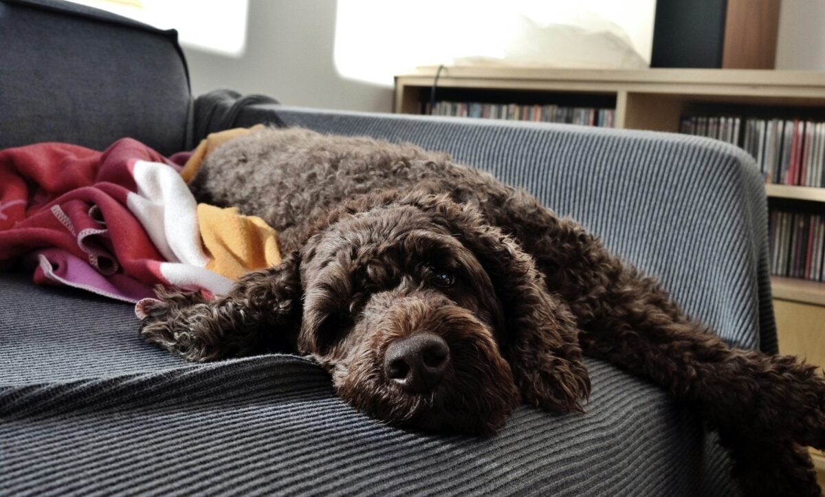 Dark brown Labradoodle lying on a gray couch.