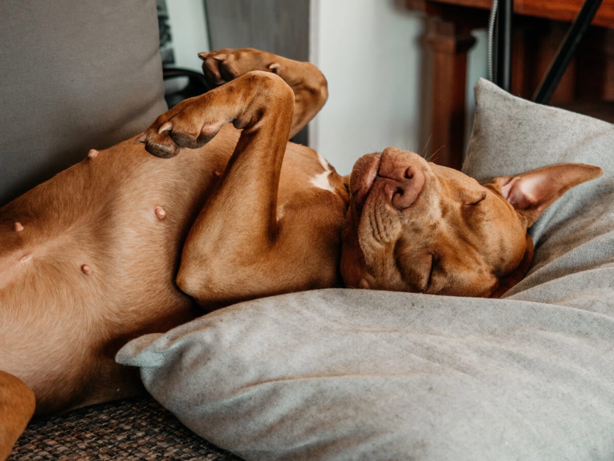 Close-up of brown puppy sleeping belly-up on pillow.