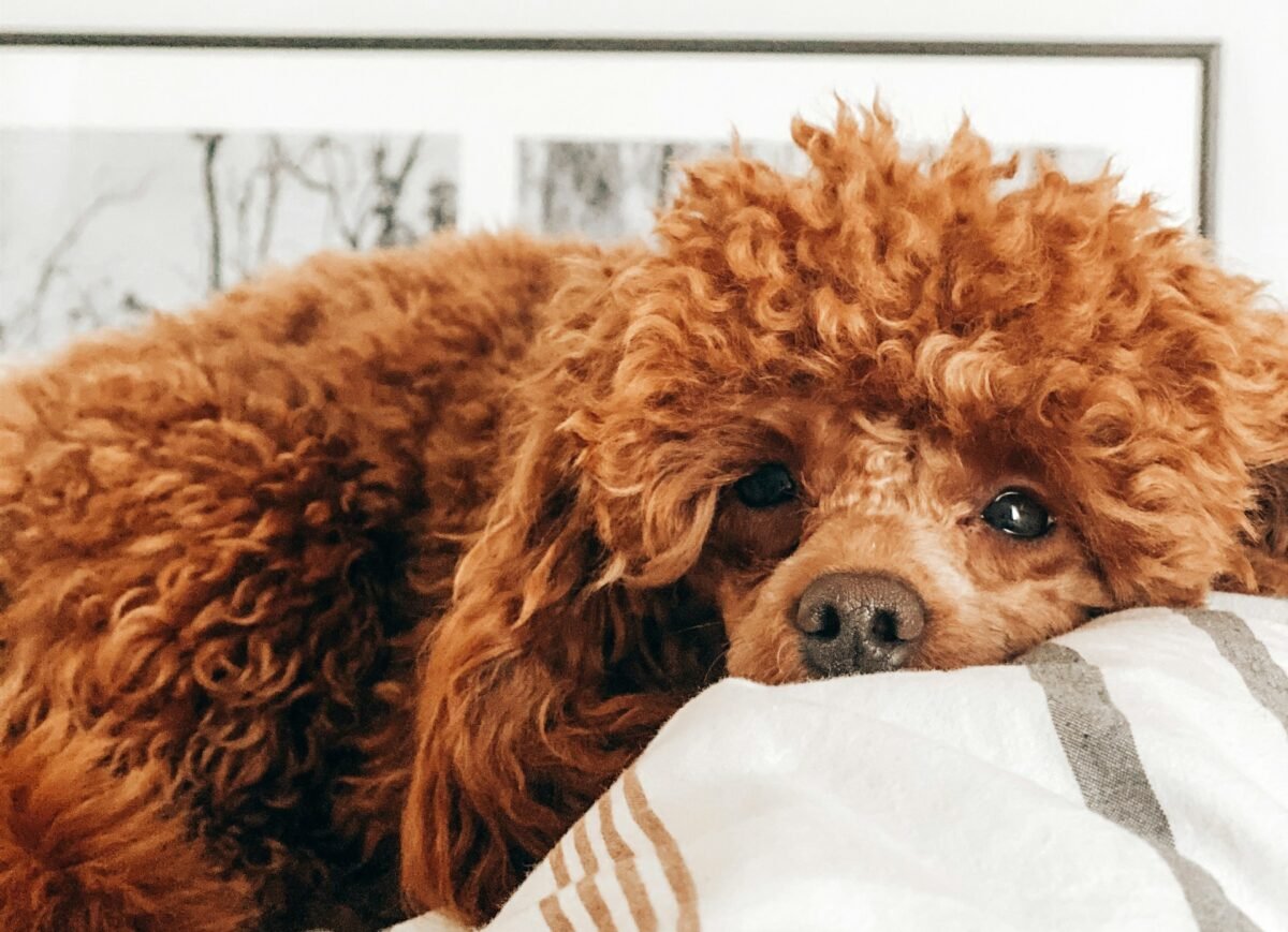 Brown Poodle lying on a bed. 
