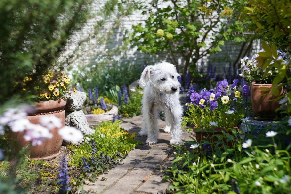 Small dog walking on flower garden path.