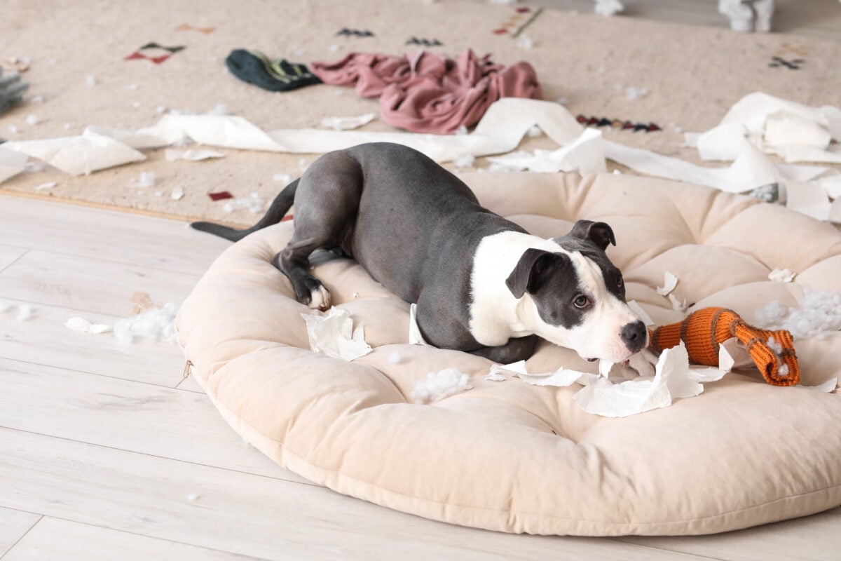 Naughty Staffordshire Terrier with paper torn pieces lying on pet bed at home