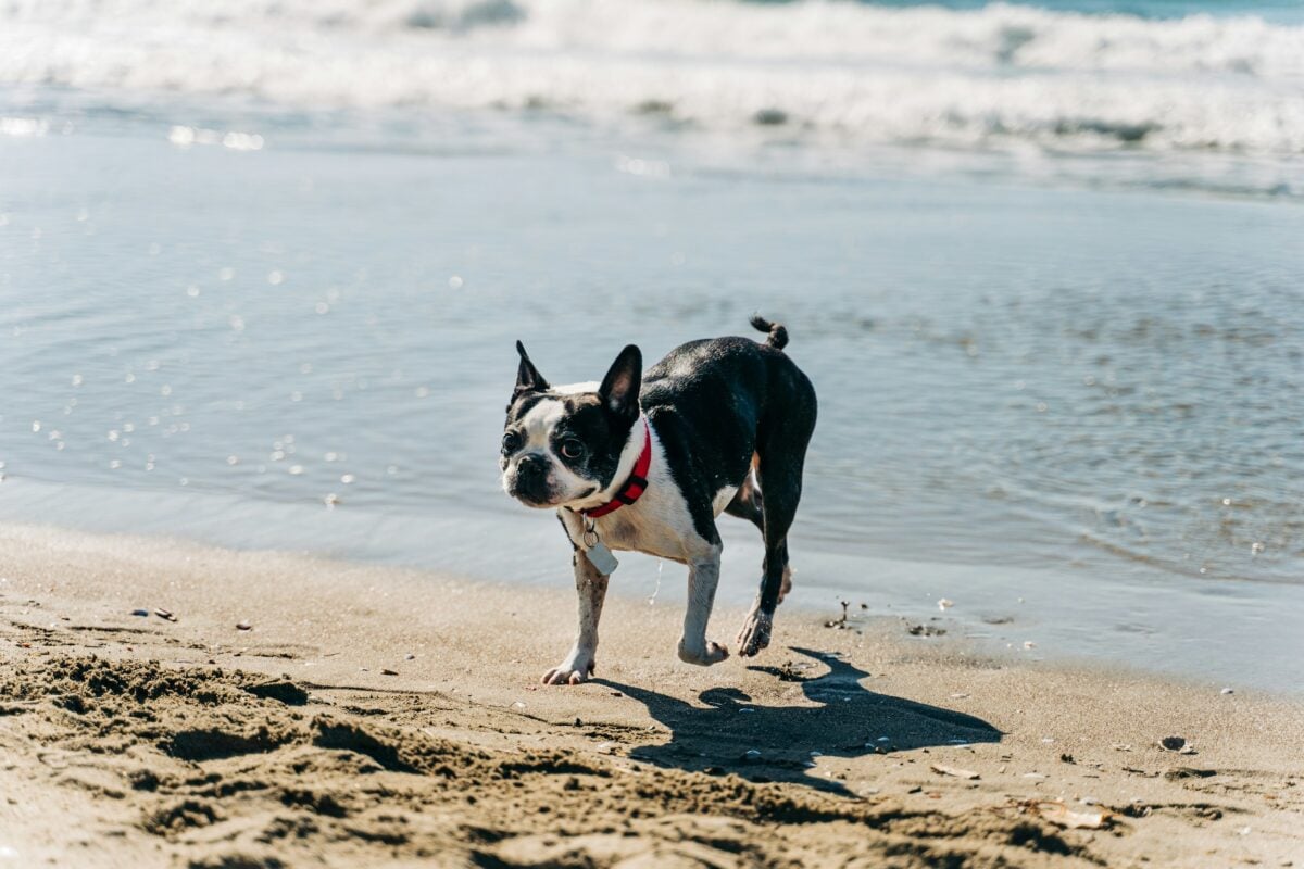 Paco the Boston Terrier at the beach.