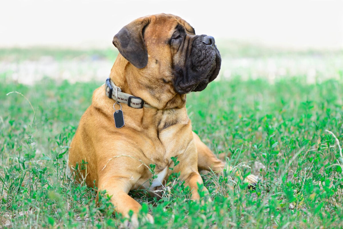 Bullmastiff sitting on the grass.