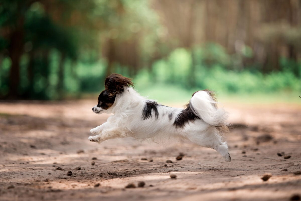 Playful Papillon breed dog running in forest.