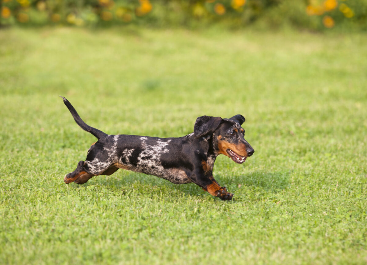 Dapple Dachshund dog running in grass.