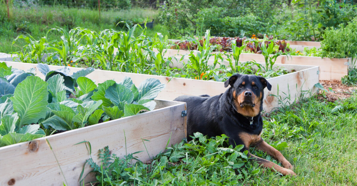 Rottweiler lying next to raised garden.
