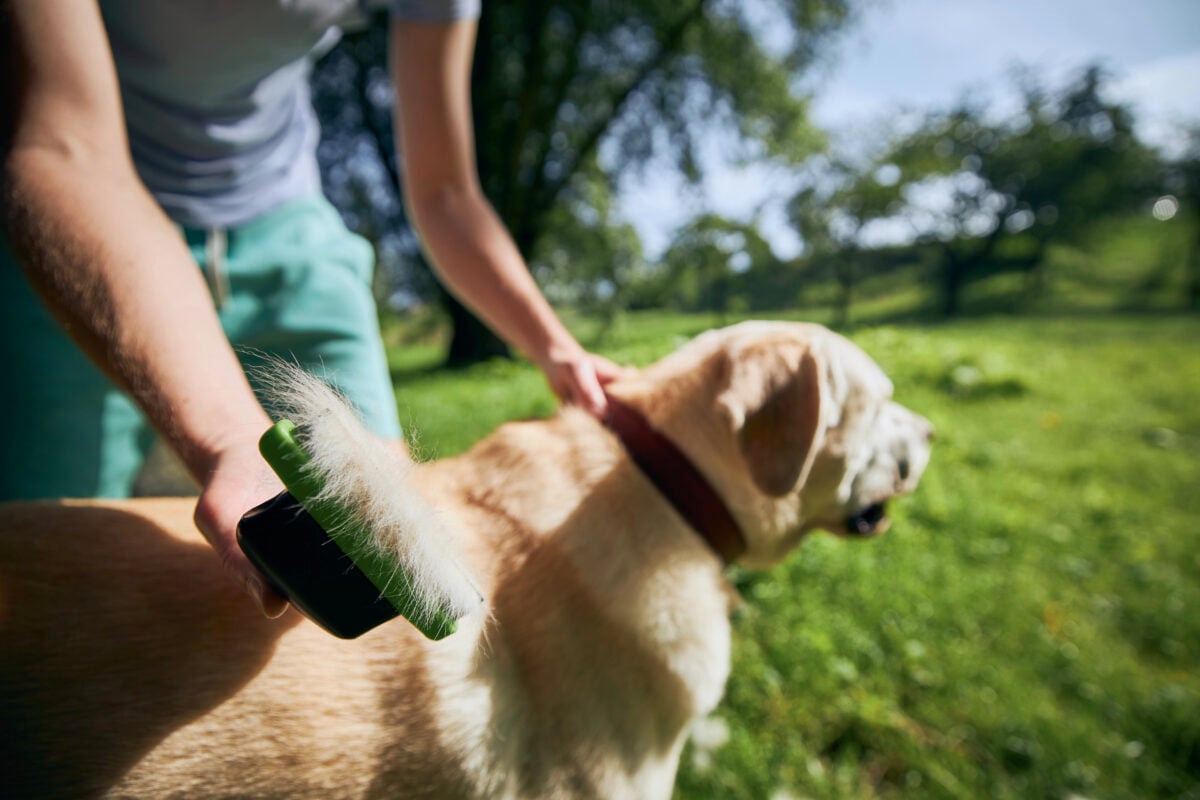 Close-up of a Labrador being brushed outdoors with visible loose undercoat coming out.