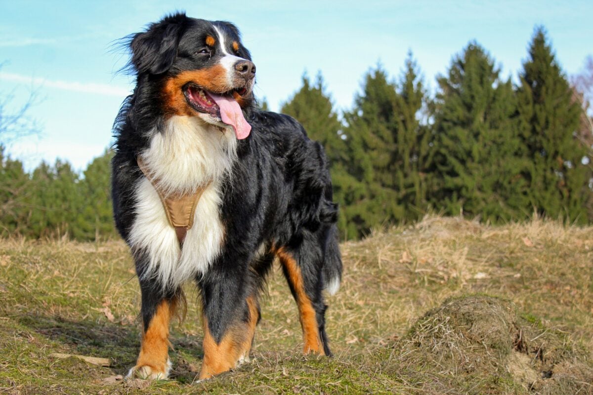 Happy Bernese Mountain Dog standing outside.
