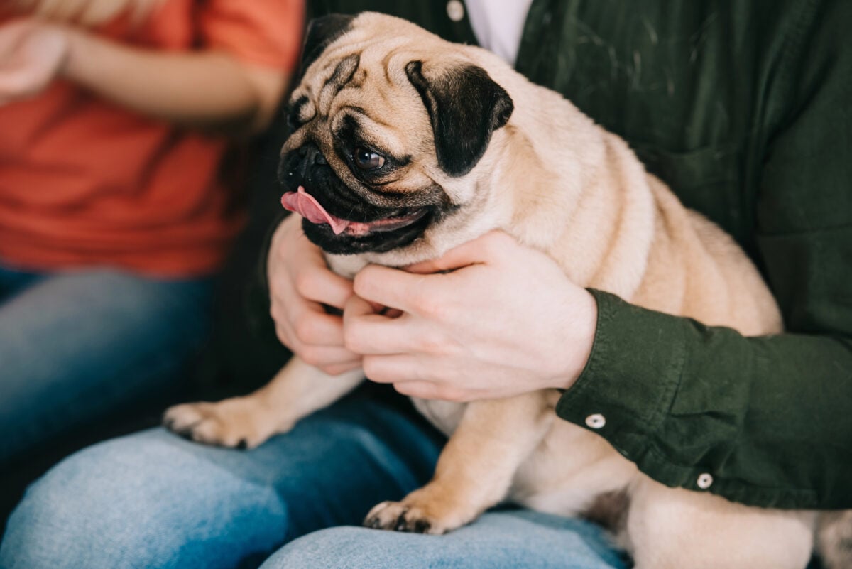 Cute pug dog in hands of man sitting near woman.