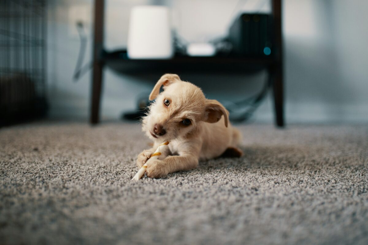 Small puppy chewing bone.