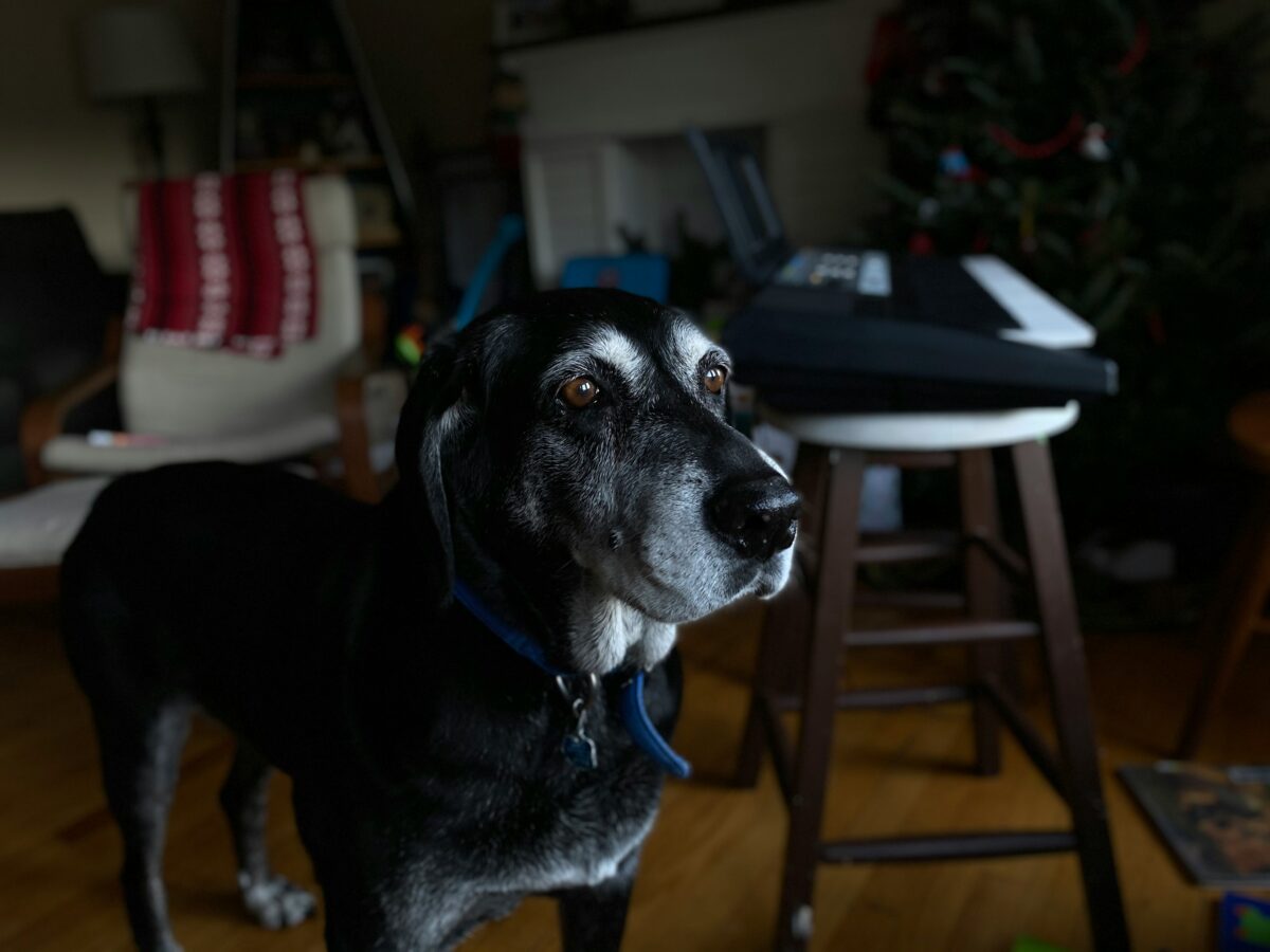 Black senior dog indoors.