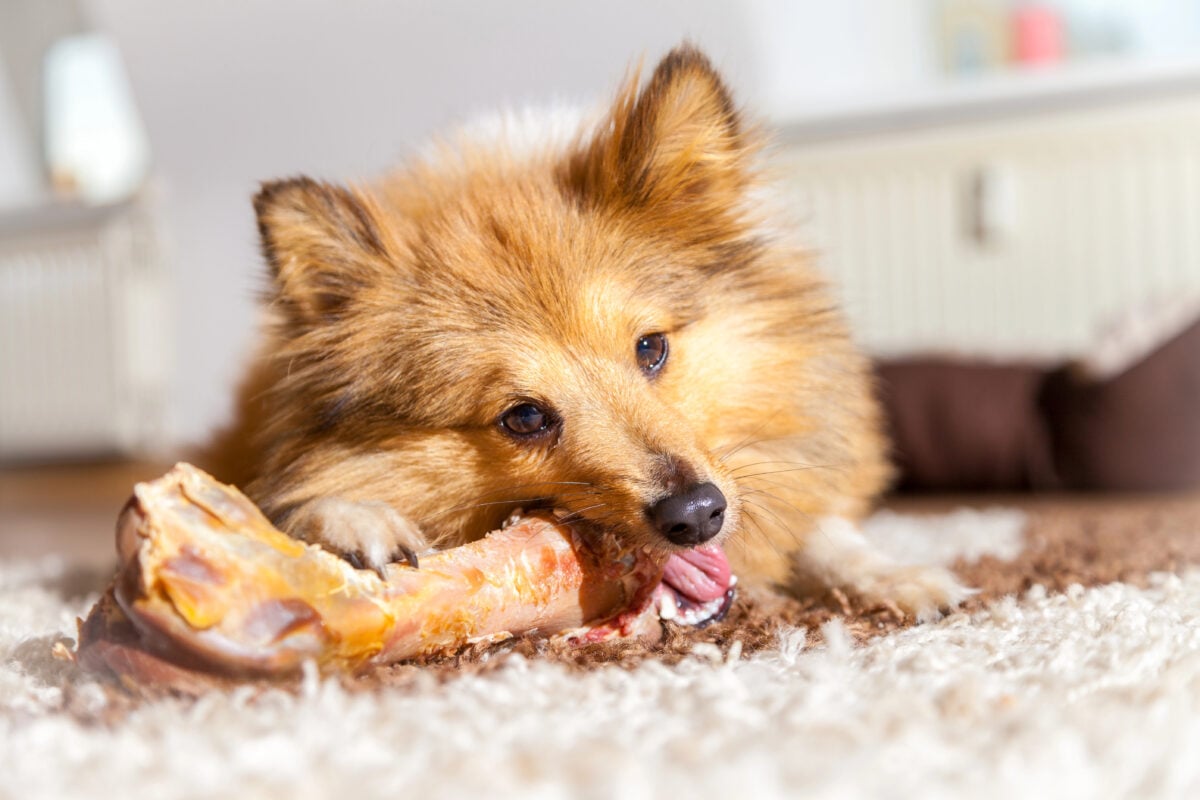 Shetland Sheepdog chews a pig bone.