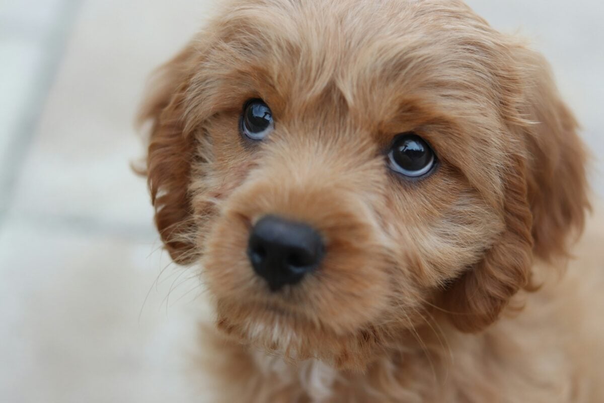 Fawn Cavapoo face closeup.