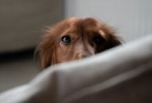 Dog peeking over couch, looking uneasy with whale eye.