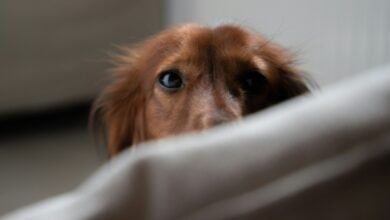 Dog peeking over couch, looking uneasy with whale eye.