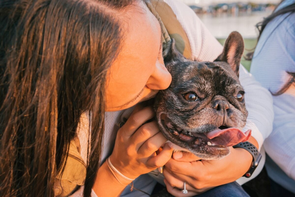 French bulldog being kissed by owner. 