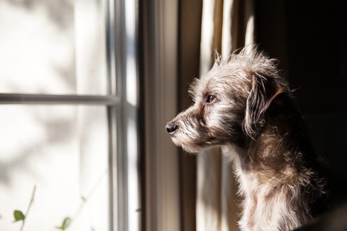 Terrier crossbreed dog at window watching owner leave.