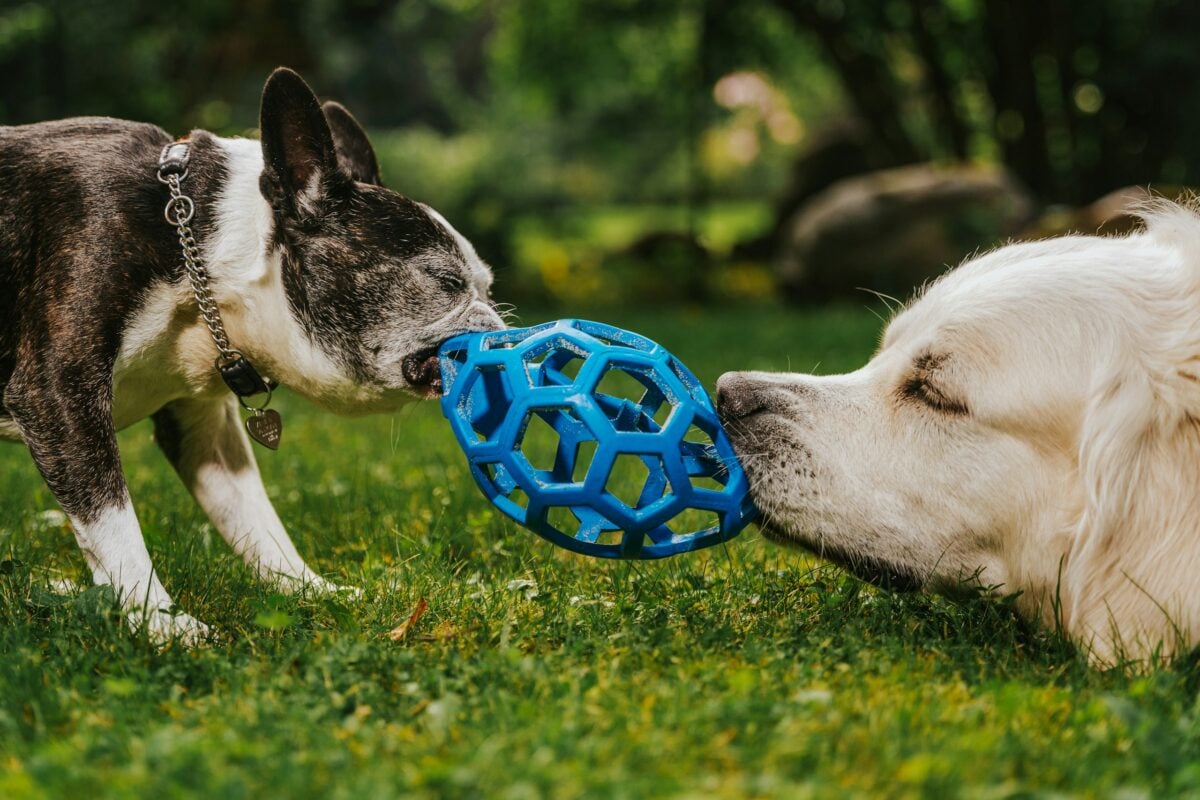 Boston Terrier and Retriever playing tug with ball.