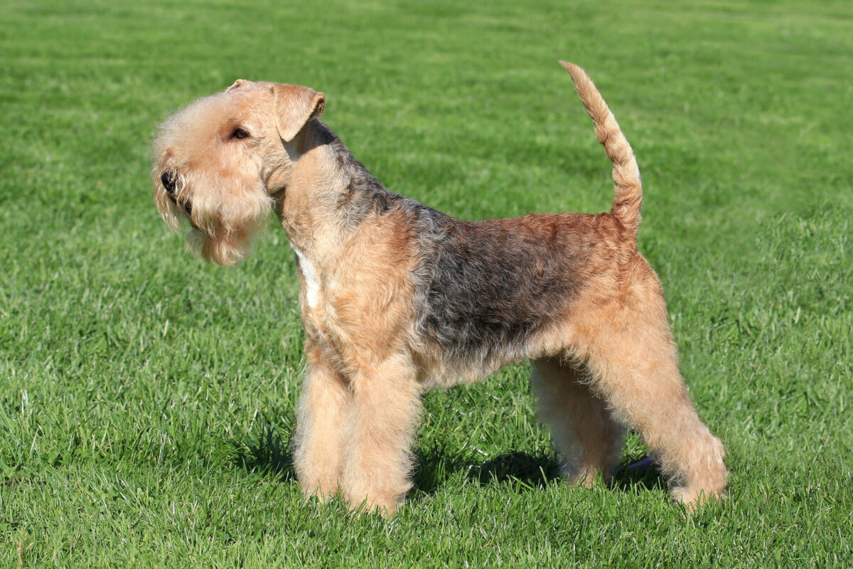 Lakeland Terrier standing in grass.