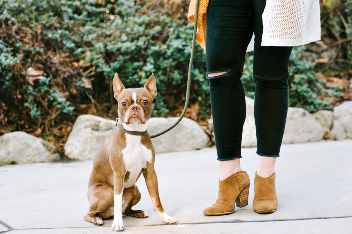Boston Terrier pet dog and the bottom half of a woman's body standing next to her dog outdoors.