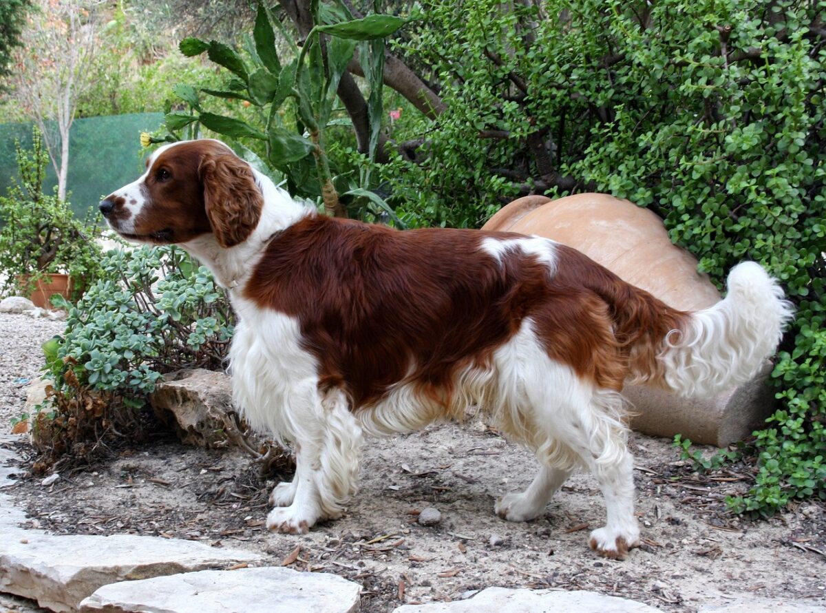 Welsh Springer Spaniel standing outside in garden.