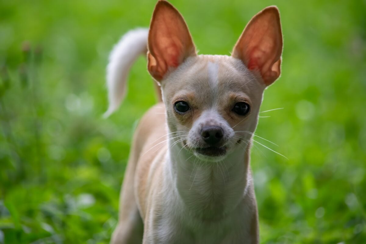 Chihuahua dog with big ears
