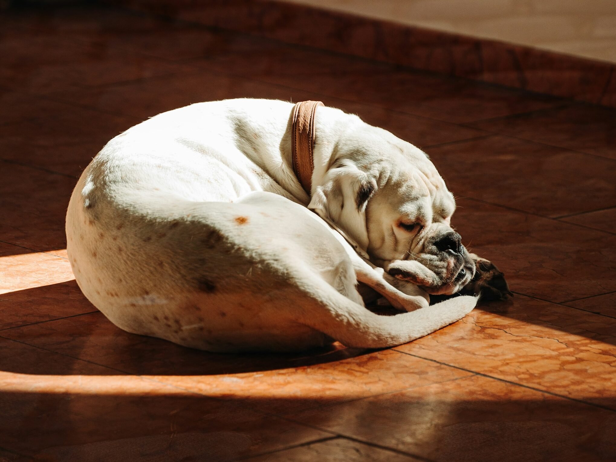 White and brown dog curled up sleeping on floor.