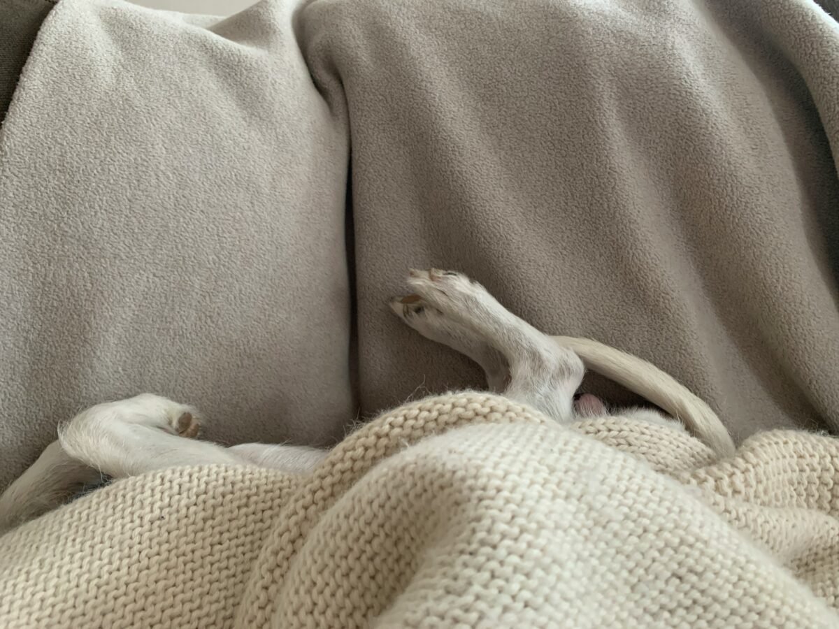 White, short-coated dog sleeping under blankets.
