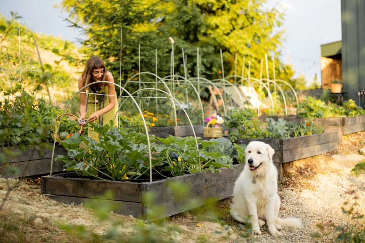 Woman in a green apron harvests vegetables in her eco-friendly garden, with her dog sitting nearby.